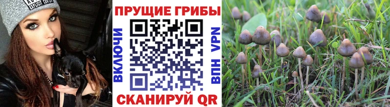 Галлюциногенные грибы GOLDEN TEACHER  закладка  Новочебоксарск 