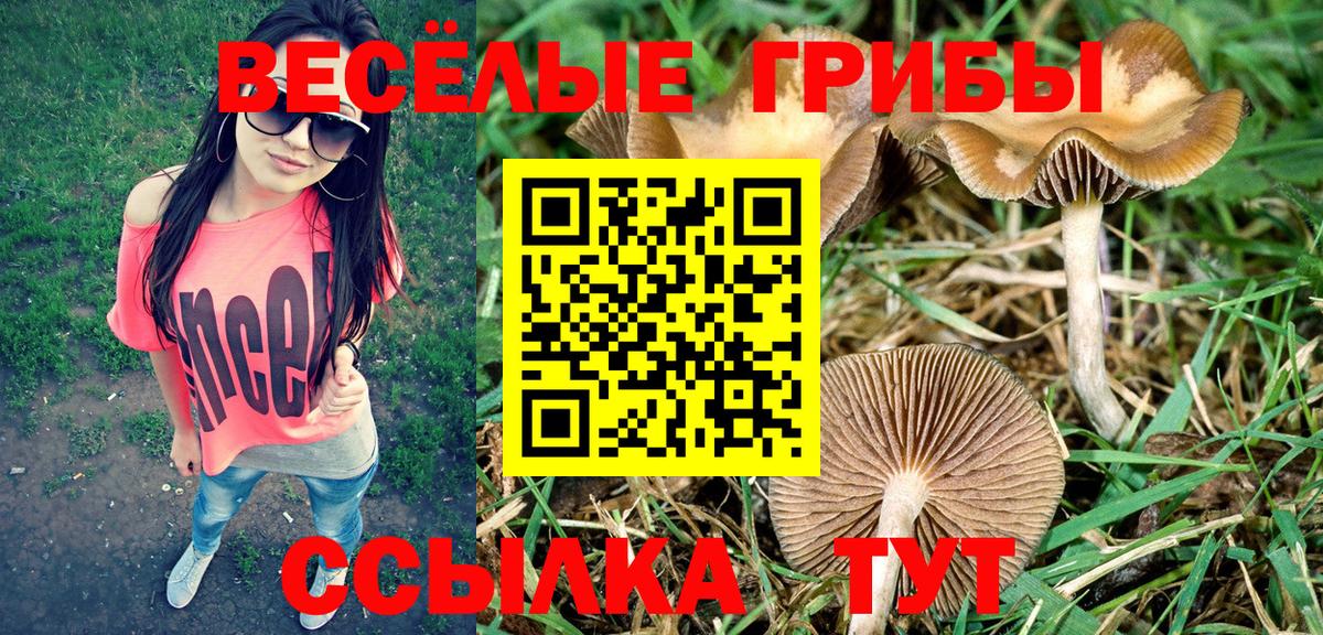 Псилоцибиновые грибы Cubensis Новочебоксарск